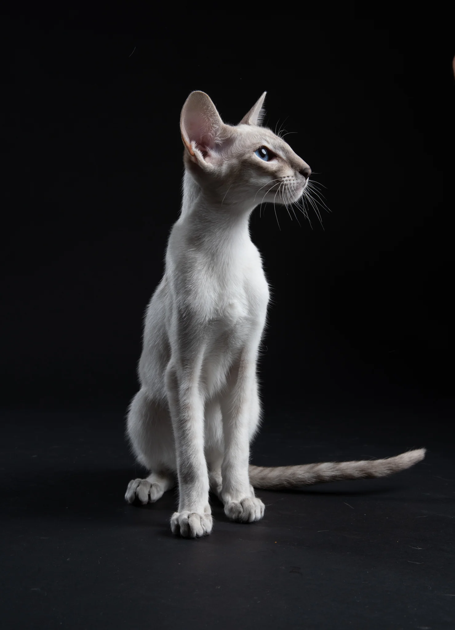 CAT IMAGES - more animals-klausdyba-14 - PETS Photography by Klaus Dyba